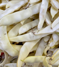Fazuľa kríčková Petronila - Phaseolus vulgaris - semená - 50 ks