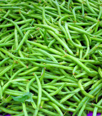 Fazuľa kríčková Maxi - Phaseolus vulgaris - semená - 30 ks