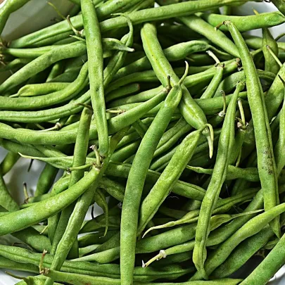 Fazuľa záhradná kolíková Hilda - Phaseolus vulgaris L. - semená - 20 ks