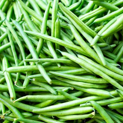 Fazuľa kolíková Primel - Phaseolus vulgaris - semená - 20 ks