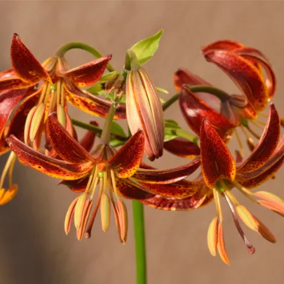 Ľalia Martagon Arabian Knight - Lilium martagon - cibuľoviny - 1 ks