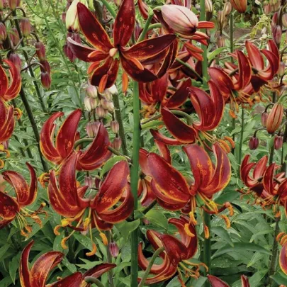 Ľalia Martagon Arabian Knight - Lilium martagon - cibuľoviny - 1 ks
