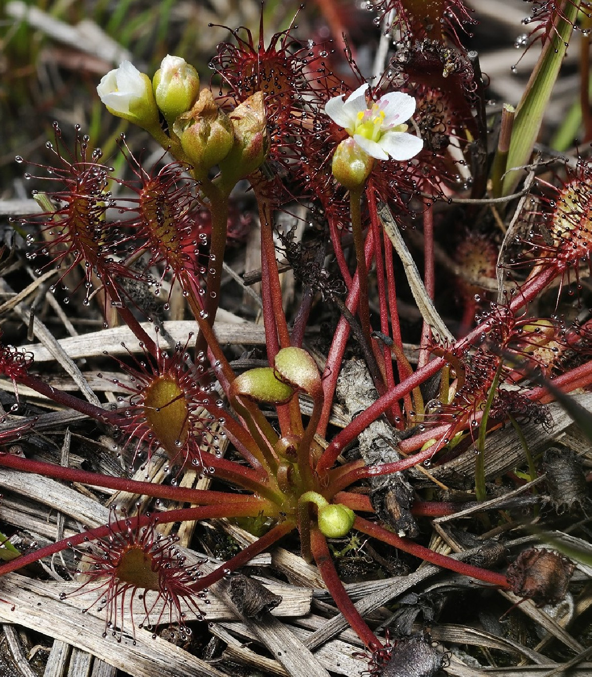 Rosička prostredná - Drosera intermedia - semená - 10 ks