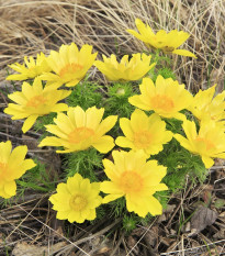 Hlaváčik jarný - Adonis vernalis - semená - 10 ks