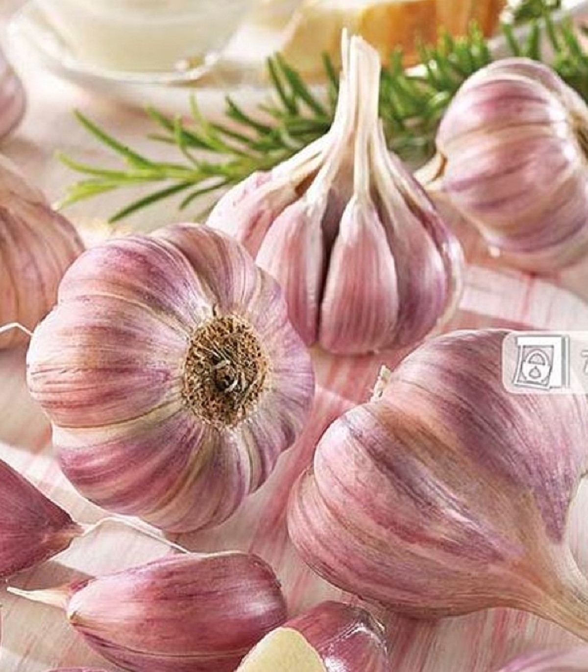 Sadbový cesnak Germidour - Allium sativum - nepaličiak - cibule cesnaku - 1 balenie