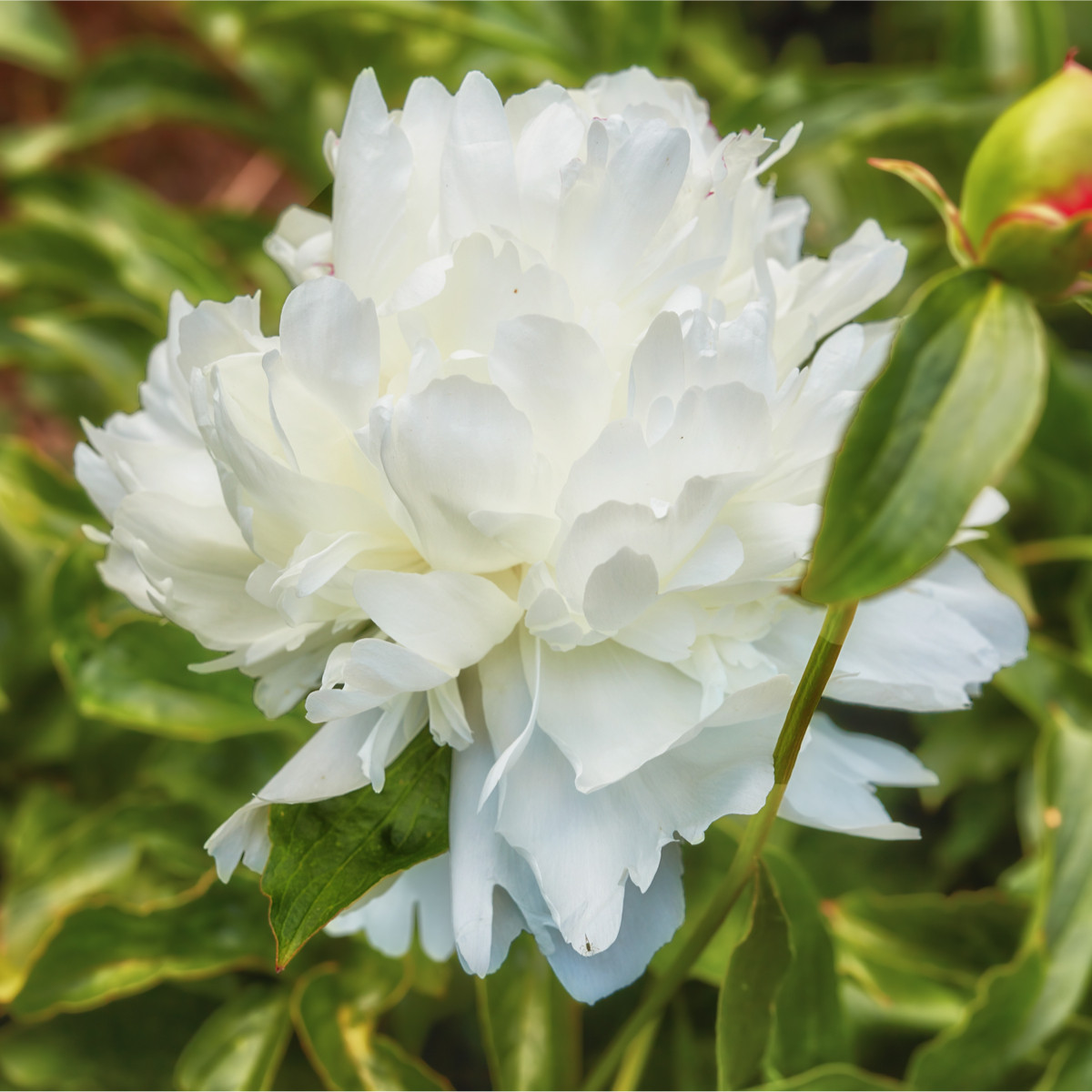 Pivónia Shirley Temple - Paeonia lactiflora - cibuľoviny - 1 ks