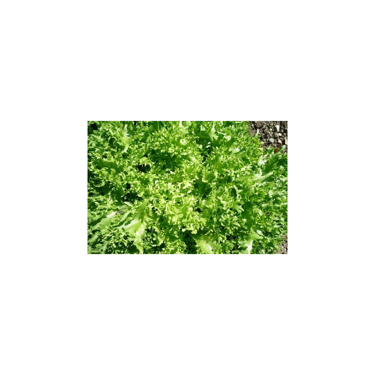 Endívia čakanka štrbáková Ruffec - Cichorium endivia - semená čakanky - 0,3 g