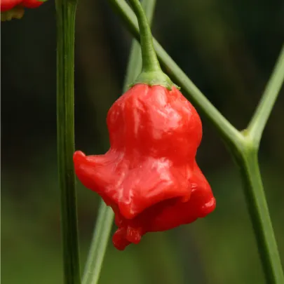 Chilli Bishops Crown - Capsicum baccatum - semená - 6 ks