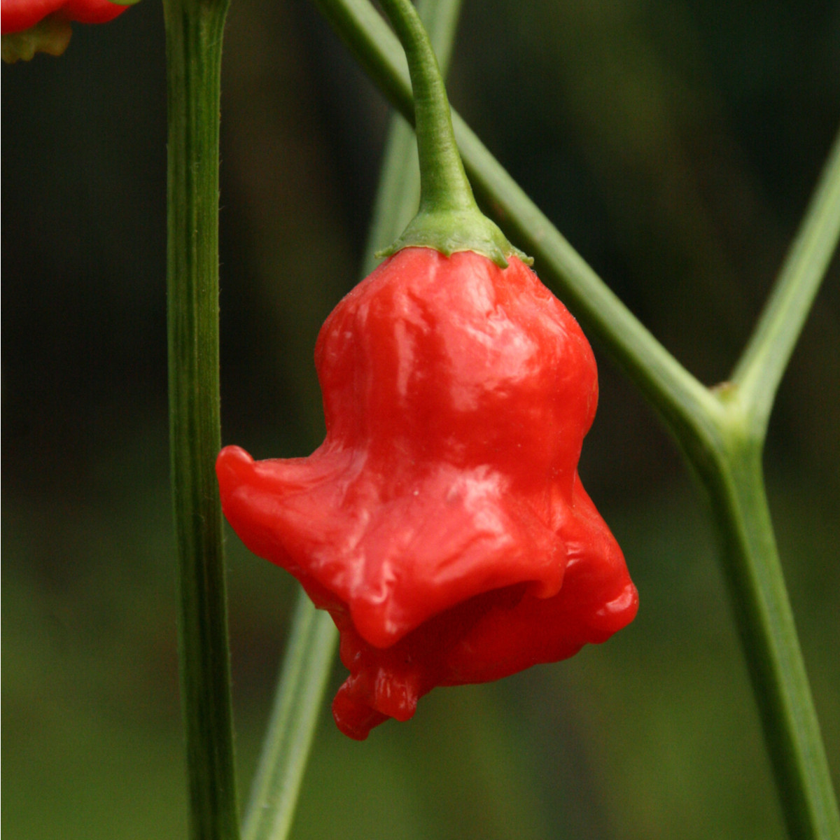 Chilli Bishops Crown - Capsicum baccatum - semená - 6 ks
