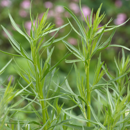 BIO Palina dračia - osivo Paliny - semienka Artemisia dracunculus - 0,1 g