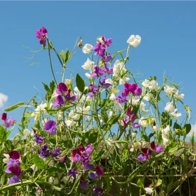 Hrachor voňavý Cuthbertson zmes - Lathyrus odoratus - semená - 16 ks