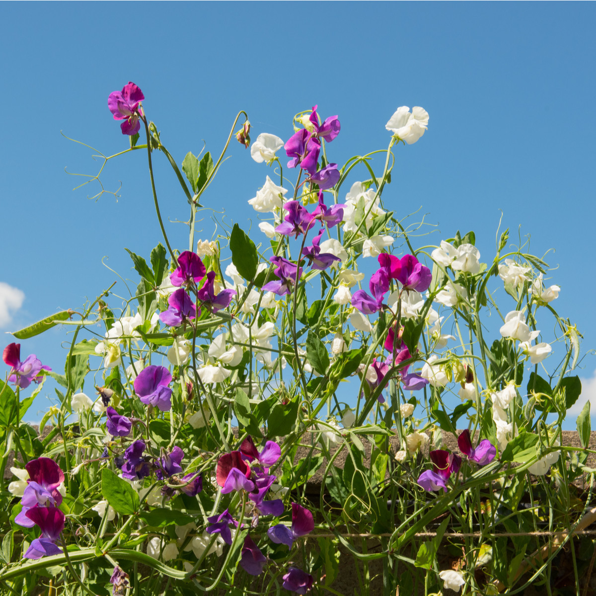 Hrachor voňavý Cuthbertson zmes - Lathyrus odoratus - semená - 16 ks