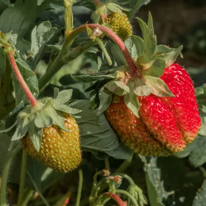 Jahoda veľkoplodá Grandian F1 - Fragaria ananassa - predaj semien - 10 ks
