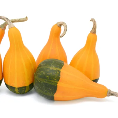 Tekvica okrasná - Dvojfarebná hruška - Cucurbita pepo - semená - 10 ks
