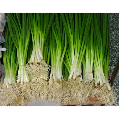 Cibuľa zimná - Allium fistulosum L. - semená - 1 g