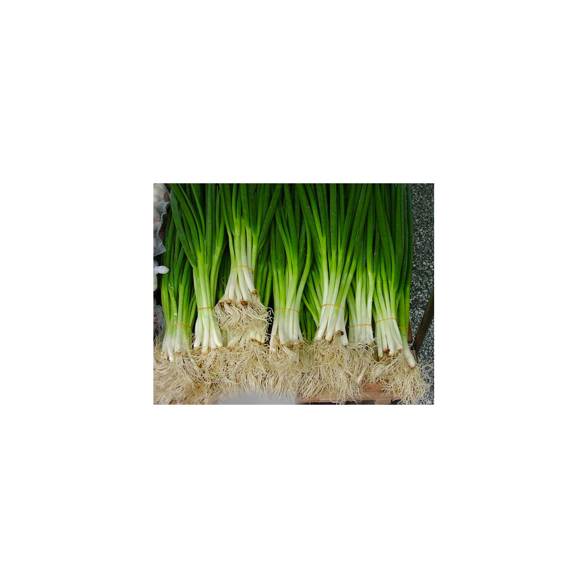 Cibuľa zimná - Allium fistulosum L. - semená - 1 g