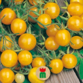 Divoké paradajky žlté - Lycopersicon pimpinellifolium - semená - 6 ks