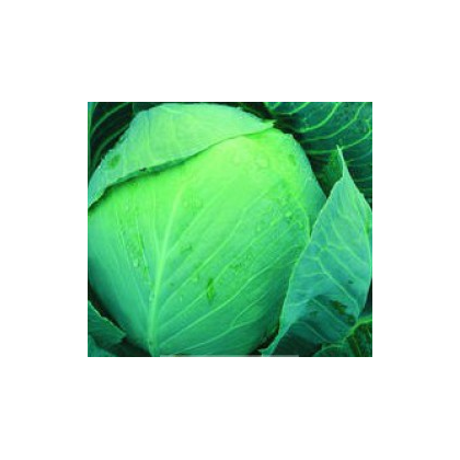 Kapusta Dita hlávková biela – Brassica oleracea – semená