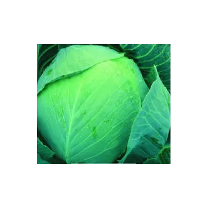 Kapusta Dita - hlávková biela - Brassica oleracea - semená - 0,8 g