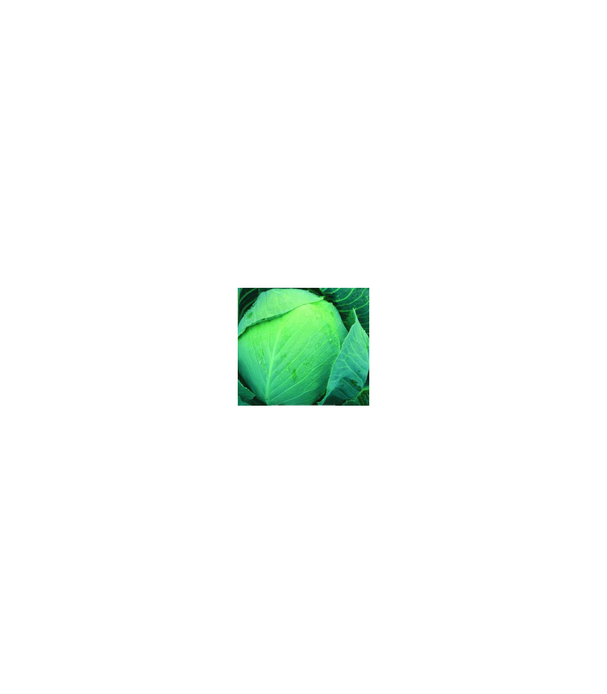 Kapusta Dita hlávková biela – Brassica oleracea – semená