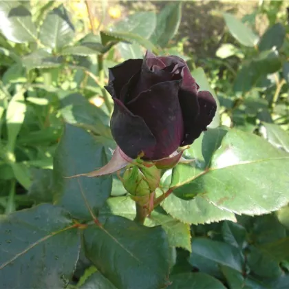 Ruža čierna - Maroon - semená - 5 ks