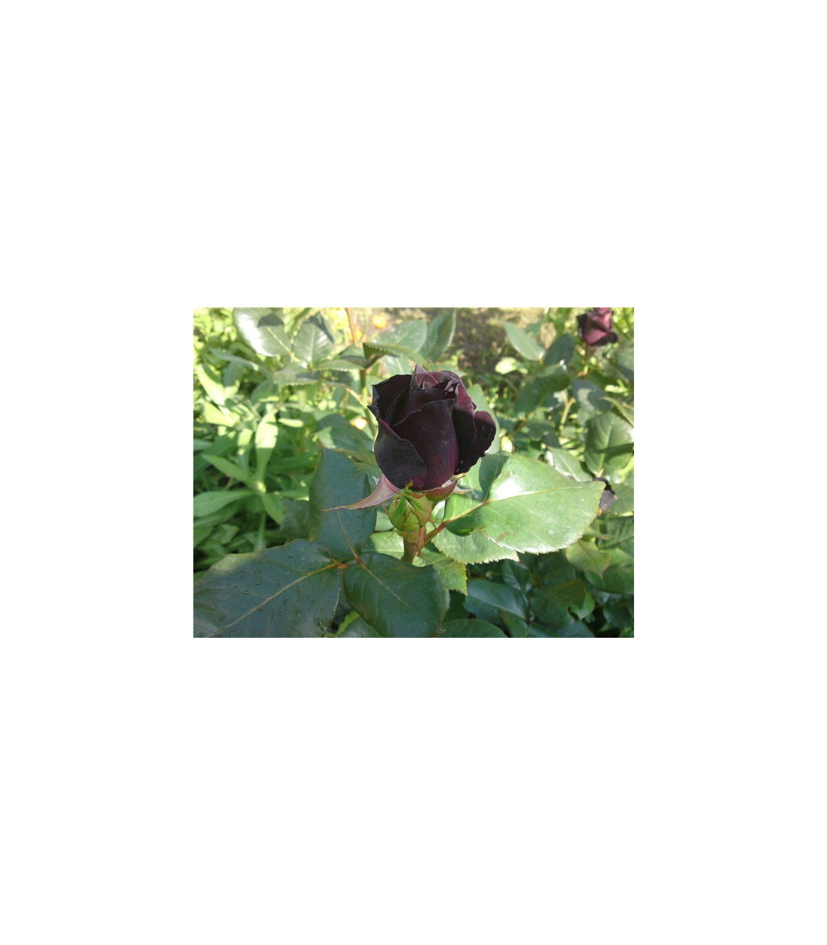 Ruža čierna - Maroon - semená - 5 ks