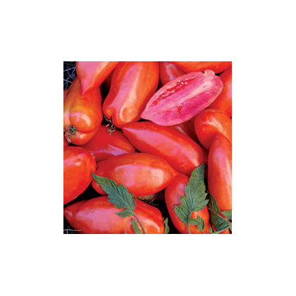 Paradajka Opalka – predaj semien paradajok – 7 ks