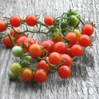 Divé paradajky - Solanum pimpinellifolium - semená - 6 ks