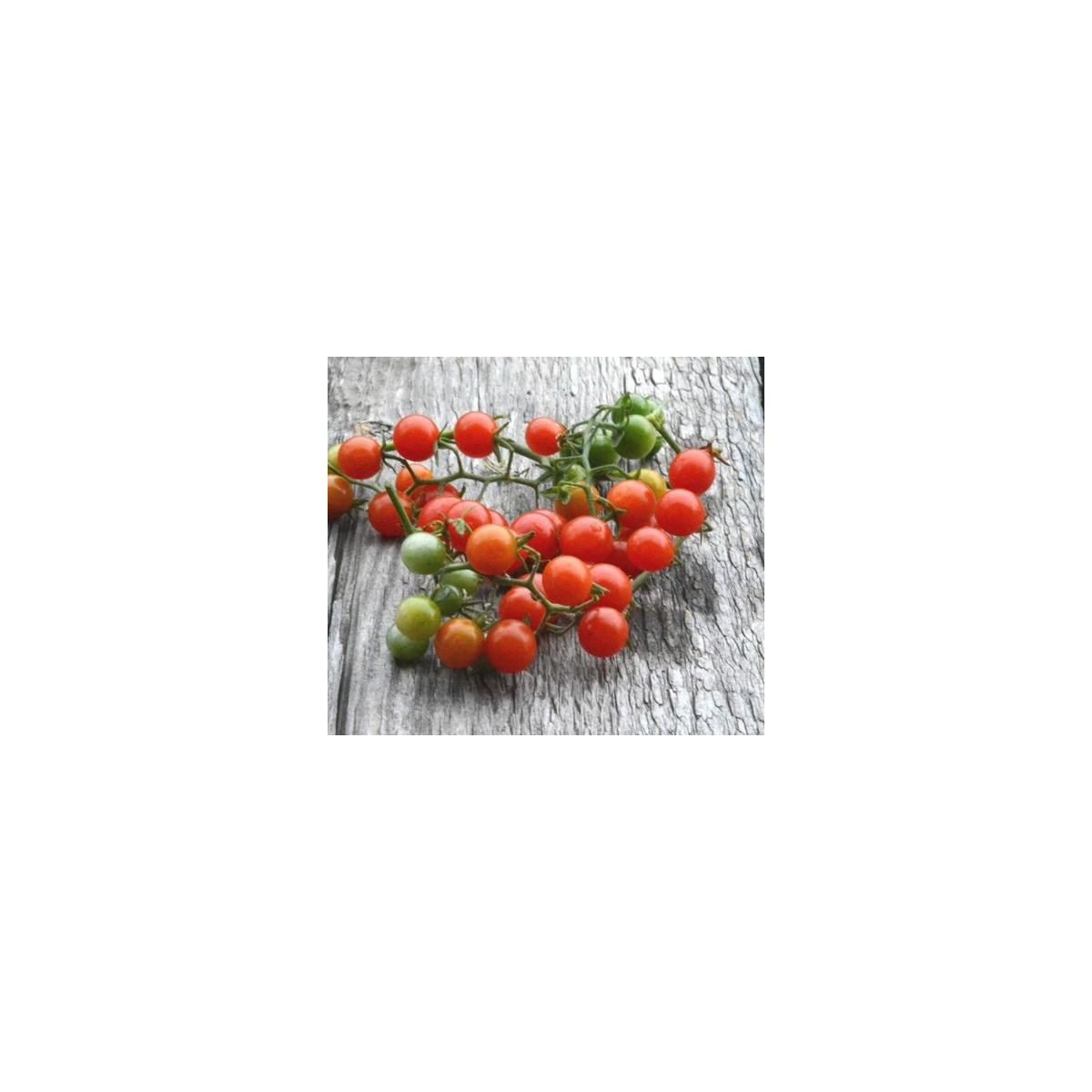 Divé paradajky - Solanum pimpinellifolium - semená - 6 ks