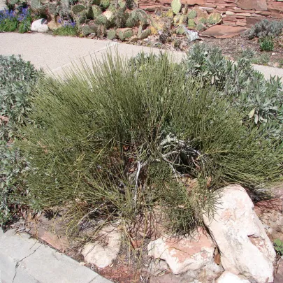 Chvojník viridis - Ephedra viridis - semená - 8 ks