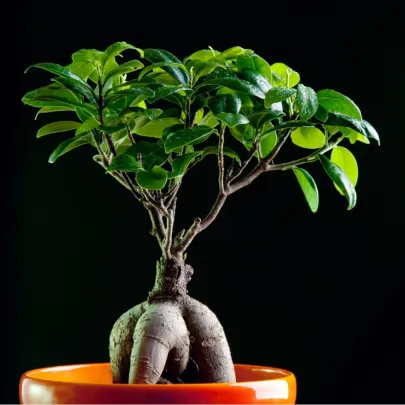 Figovník tajwanský - Ficus retusa - semená - 5 ks