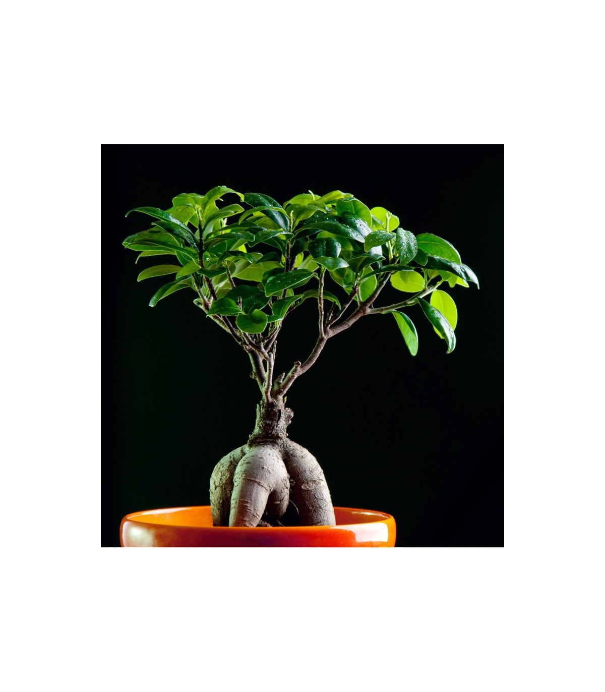 Figovník tajwanský – Ficus retusa – semená