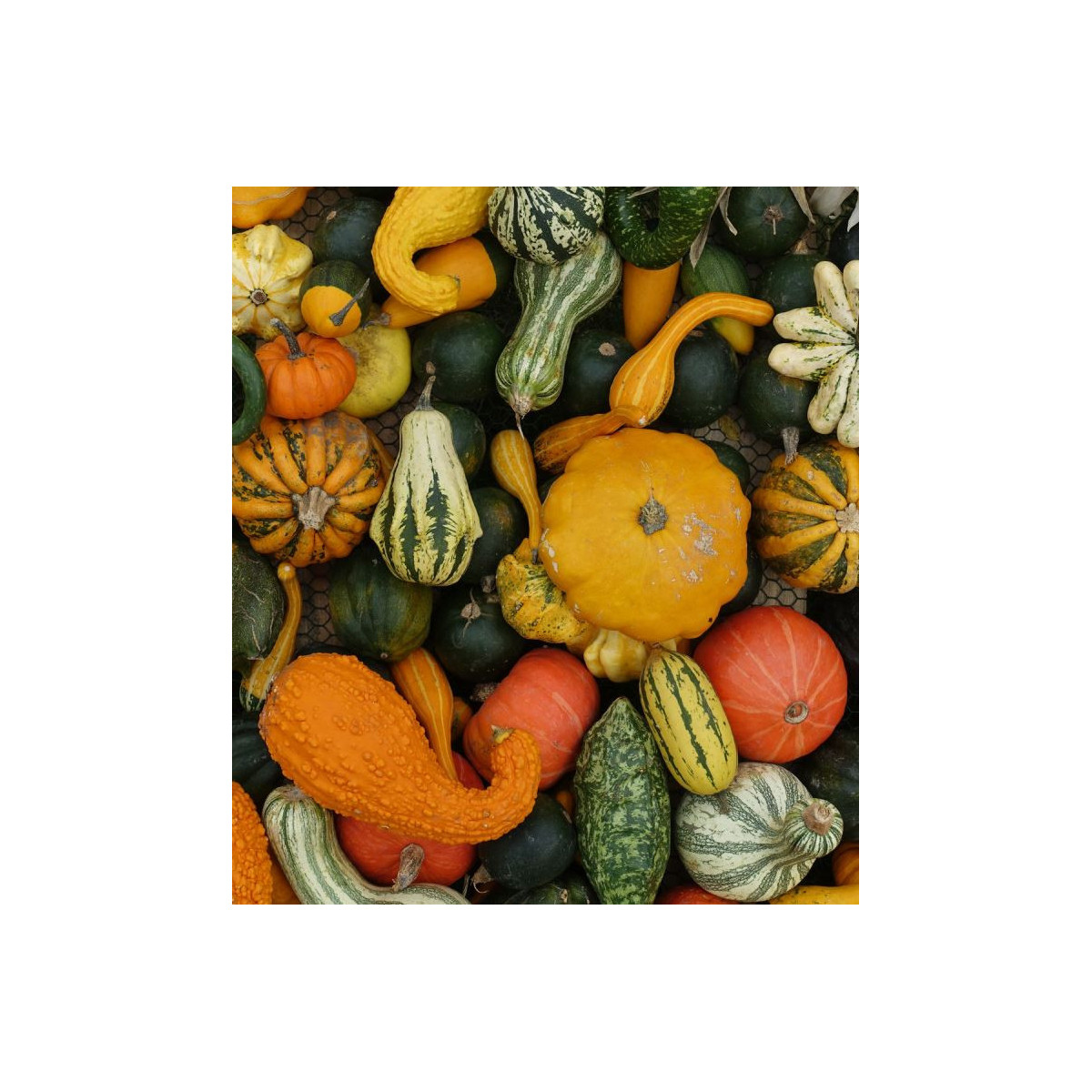 Tekvica veľkoplodá Gourmet - Cucurbita maxima - semená tekvice - 4 ks