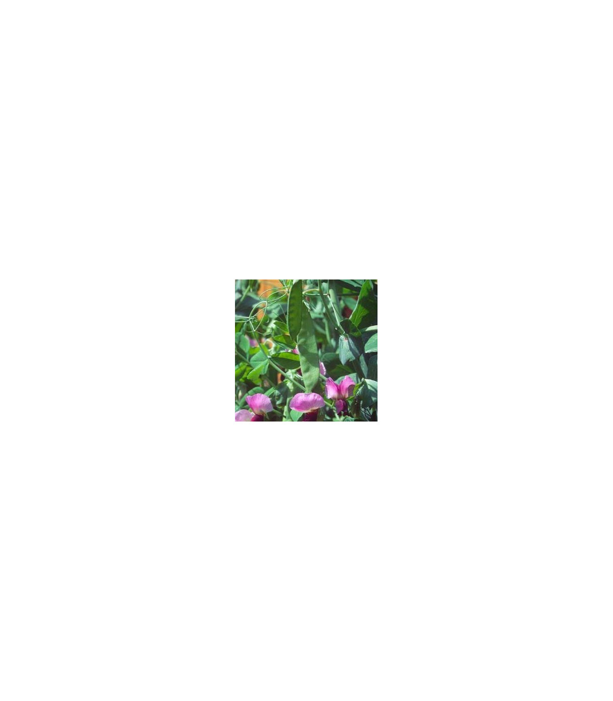 Hrach cukrový pestrofarebný – Pisum sativum – semená