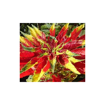 Láskavec trojfarebný - Amaranthus tricolor - semená - 0,2 g