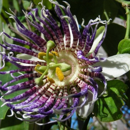 Mučenka krídlatá - Passiflora actinia - semená - 4 ks