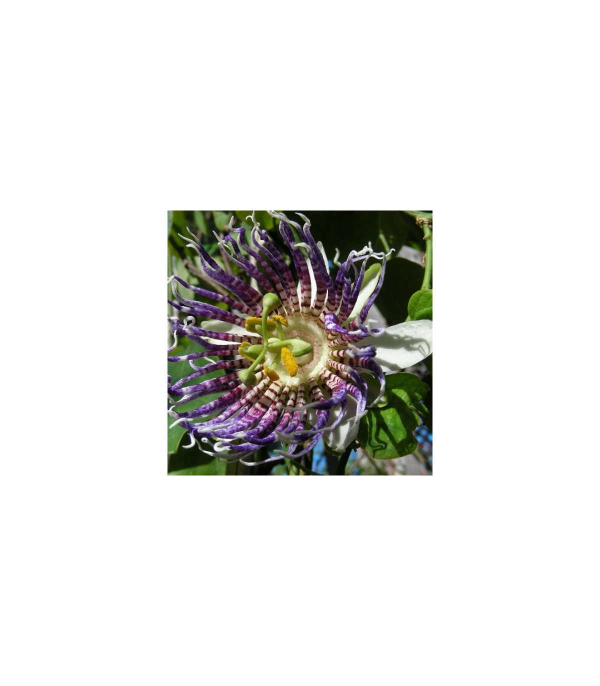 Mučenka krídlatá – Passiflora actinia – semená