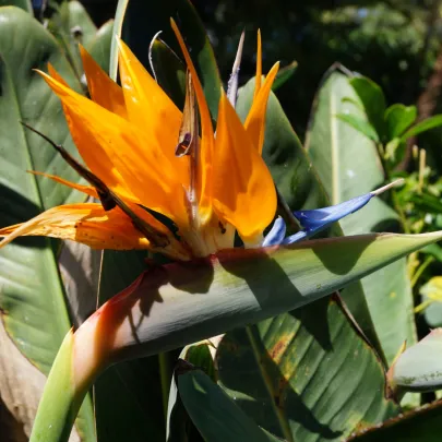 Strelícia natalská - Strelitzia nicolai - semená - 2 ks