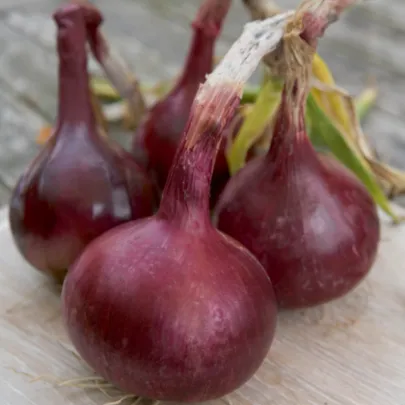 Cibuľa Červený Baron - Allium cepa L. - semená - 0,5 g