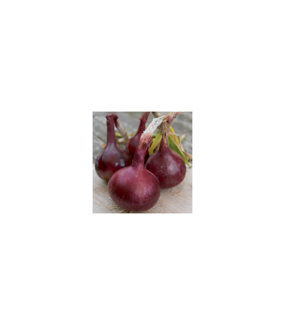 Cibuľa Červený Baron - Allium cepa L. - semená - 0,5 g