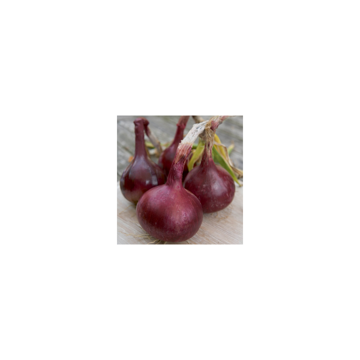 Cibuľa Červený Baron - Allium cepa L. - semená - 0,5 g