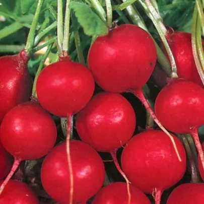 Reďkovka Princ Rotin - Raphanus sativus - semená - 0,5 g