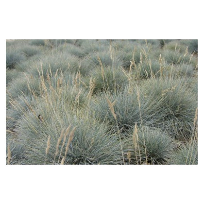 Okrasná tráva – Kostrava coxii – Festuca coxii – semená