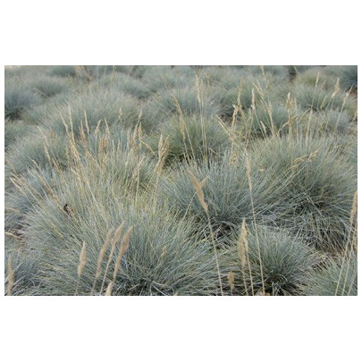 Okrasná tráva – Kostrava coxii – Festuca coxii – semená