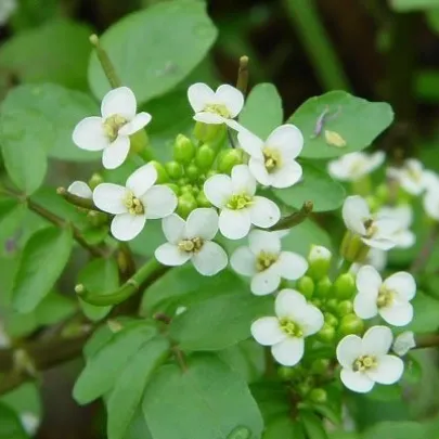 Žerucha vodná či potočná - Nasturtium officinale - semená - 0,5 g