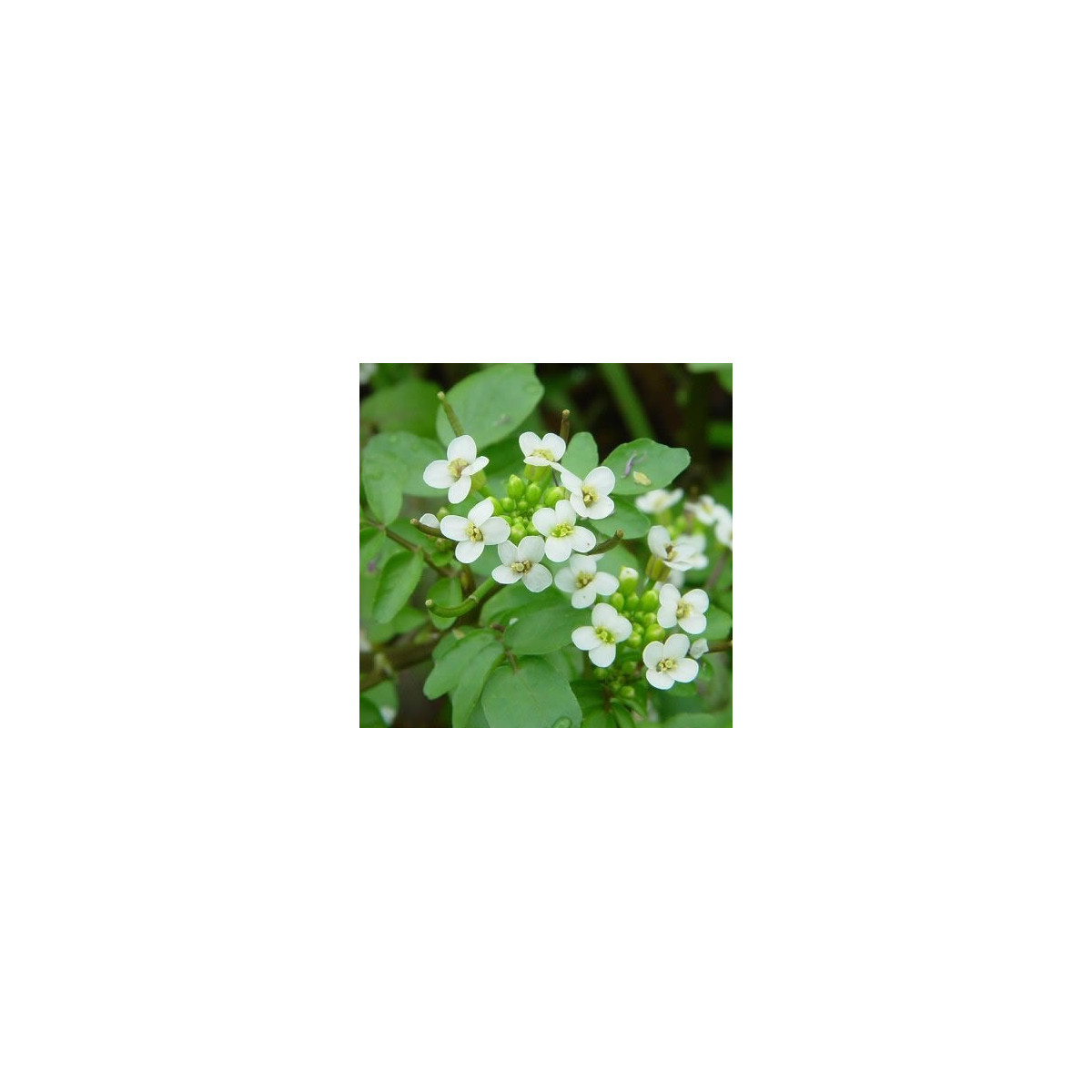 Žerucha vodná či potočná - Nasturtium officinale - semená - 0,5 g