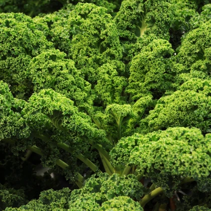Kel kučeravý Lerchenzungen - Brassica oleracea L. - semená - 150 ks