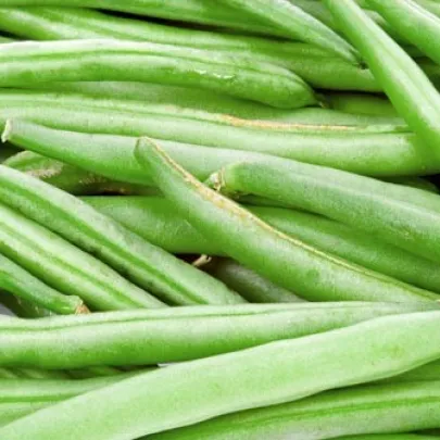 Fazuľa kríčková Newton - Phaseolus vulgaris var. nanus - semená - 8ks