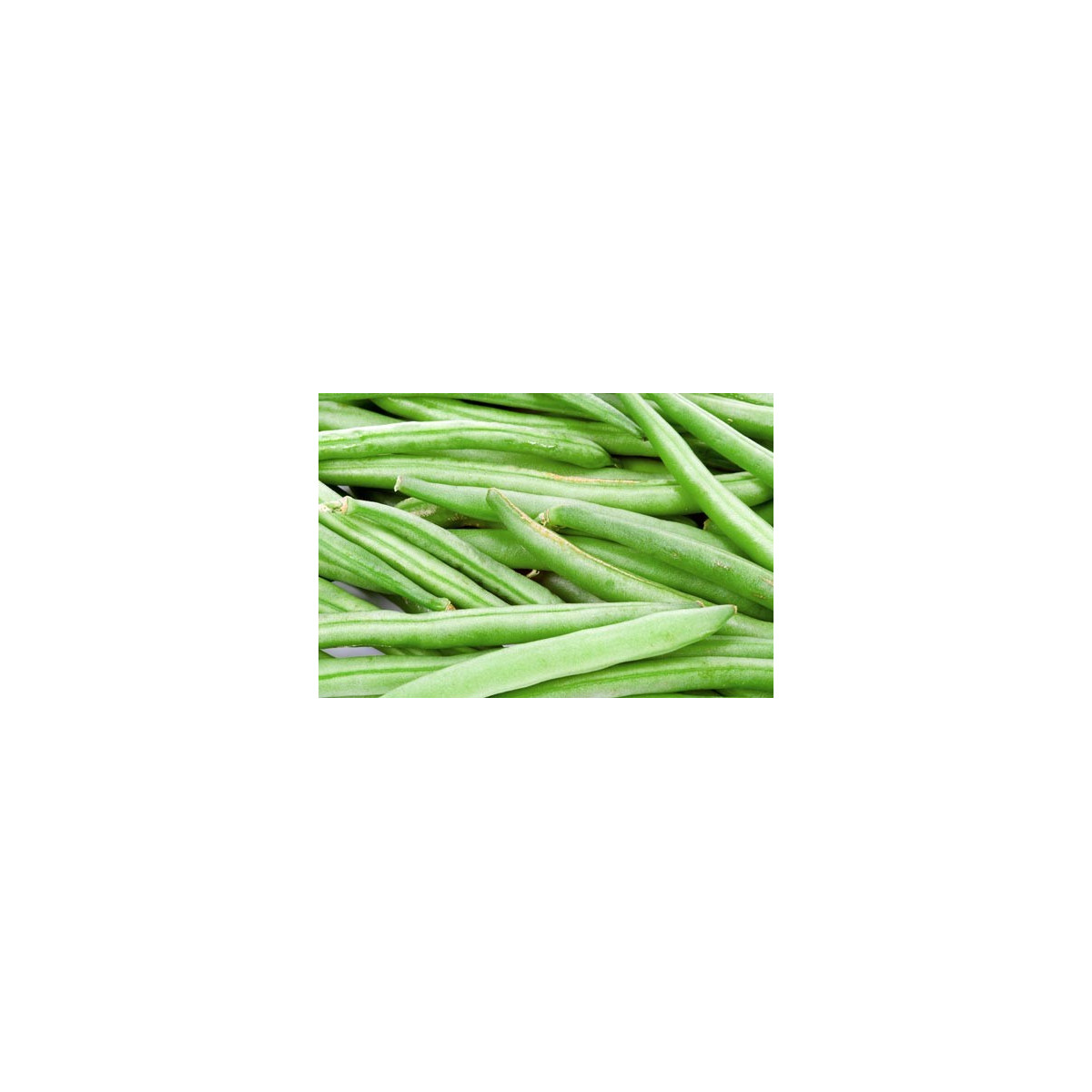 Fazuľa kríčková Newton - Phaseolus vulgaris var. nanus - semená - 8ks