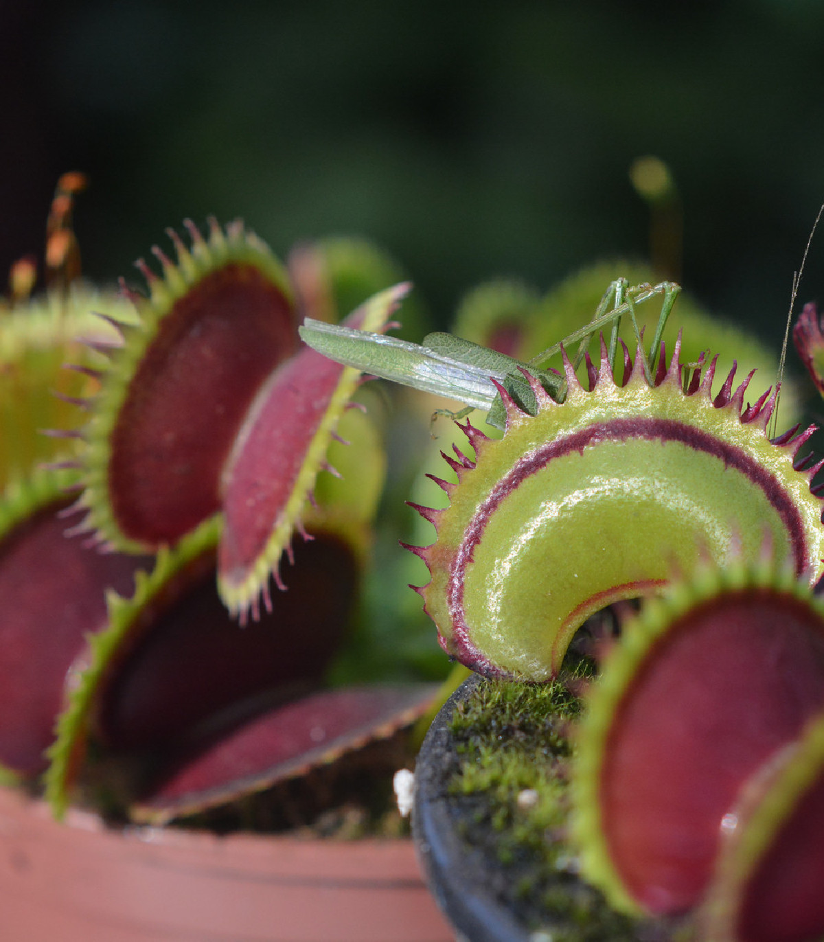 Mucholapka muscipla clumping - Dionaea - semená - 7 ks